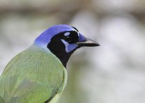Texas Coast birding — Photo: David Tonnessen