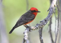 Texas Coast birding — Photo: David Tonnessen