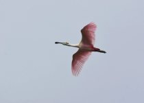 Texas Coast birding — Photo: David Tonnessen