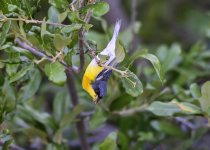Texas Coast birding — Photo: David Tonnessen
