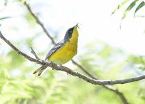 Texas Coast birding — Photo: David Tonnessen