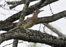Texas Coast birding — Photo: David Tonnessen