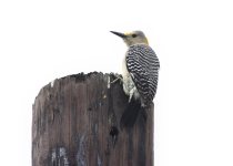 Texas Coast birding — Photo: David Tonnessen