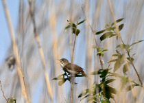 Great Snipe Display and Wetland Birds of Central Estonia