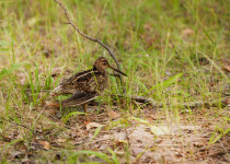Great Snipe Display and Wetland Birds of Central Estonia
