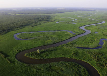 Great Snipe Display and Wetland Birds of Central Estonia
