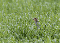 Great Snipe Display and Wetland Birds of Central Estonia