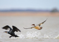 European Birdwatch Weekend in Estonia
