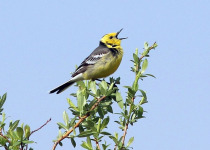 Birding Around the Gulf of Riga and Latvia’s National Parks