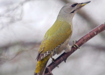 Birding Around the Gulf of Riga and Latvia’s National Parks
