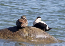 Birding Around the Gulf of Riga and Latvia’s National Parks