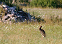 Birding Around the Gulf of Riga and Latvia’s National Parks
