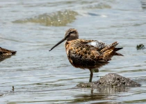Querétaro City Express Birding Tour