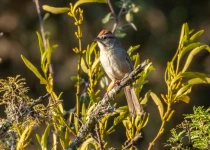 Querétaro City Express Birding Tour