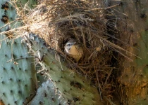 Querétaro City Express Birding Tour