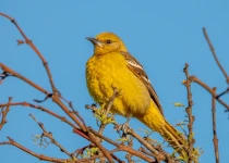 Querétaro City Express Birding Tour