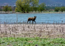 Querétaro City Express Birding Tour