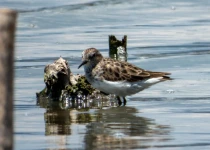 Querétaro City Express Birding Tour