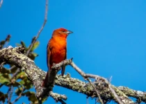 Querétaro City Express Birding Tour