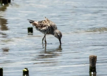 Querétaro City Express Birding Tour