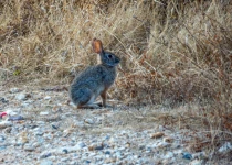 Querétaro City Express Birding Tour