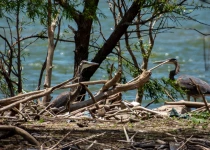 Querétaro City Express Birding Tour