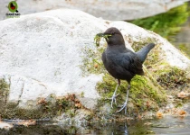 Sierra Gorda Birding and Missions – 8 Days