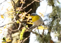 Sierra Gorda Birding and Missions – 8 Days
