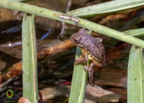 Sierra Gorda Birding and Missions – 8 Days