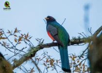 Sierra Gorda Birding and Missions – 8 Days
