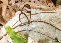 Sierra Gorda Birding and Missions – 8 Days