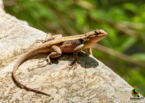 Sierra Gorda Birding and Missions – 8 Days
