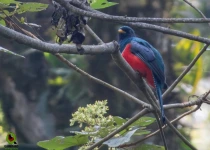 Sierra Gorda Birding and Missions – 8 Days