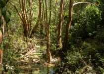 Sierra Gorda Birding and Missions – 8 Days