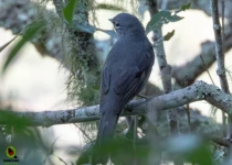 Sierra Gorda Birding and Missions – 8 Days