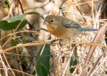 Sierra Gorda Birding and Missions – 8 Days
