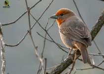 Sierra Gorda Birding and Missions – 8 Days