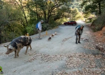 Sierra Gorda Birding and Missions – 8 Days