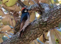 Sierra Gorda Birding and Missions – 8 Days