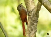 Sierra Gorda Birding and Missions – 8 Days