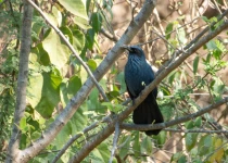Sierra Gorda Birding and Missions – 8 Days