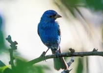 Sierra Gorda Birding and Missions – 8 Days
