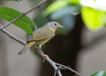 Sierra Gorda Birding and Missions – 8 Days