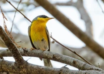 Sierra Gorda Birding and Missions – 8 Days