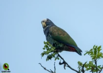 Sierra Gorda Birding and Missions – 8 Days