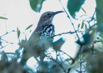 Querétaro and San Juan del Río Endemic Bird Photography
