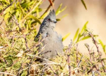 Querétaro and San Juan del Río Endemic Bird Photography