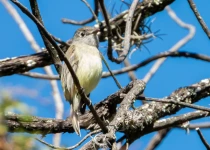 Querétaro and San Juan del Río Endemic Bird Photography