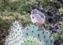 Querétaro and San Juan del Río Endemic Bird Photography