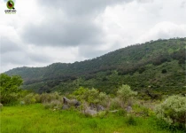 Querétaro and San Juan del Río Endemic Bird Photography